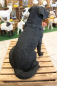 Preview: Labrador schwarz, sitzend